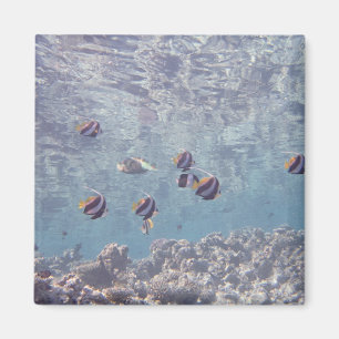 Schule von Fischen 3 Magnet
