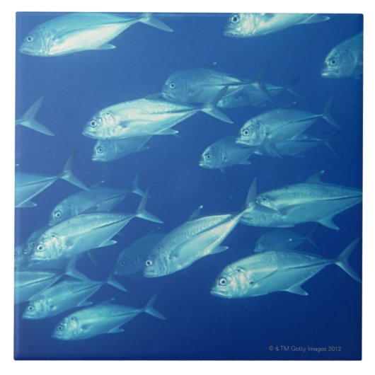 Schule von Fischen 4 Fliese (Vorderseite)