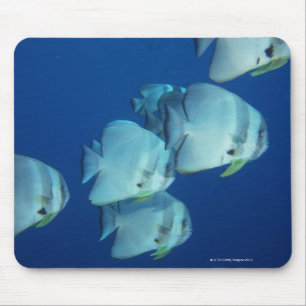 Schule von Fischen 5 Mousepad