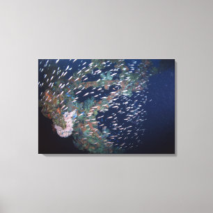 Schule von Fischen 6 Leinwanddruck