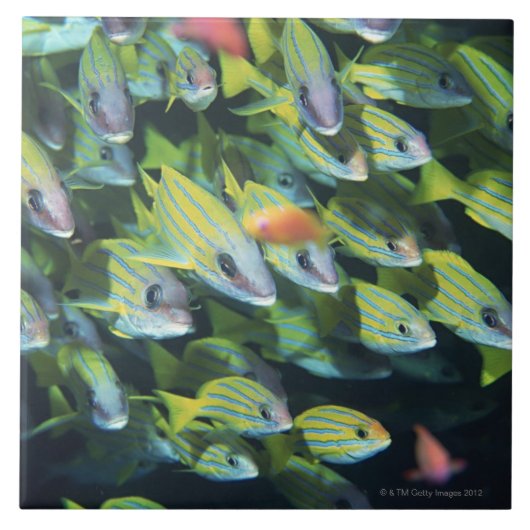 Schule von Fischen 7 Fliese (Vorderseite)