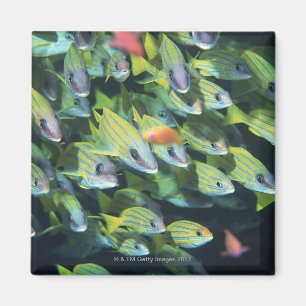 Schule von Fischen 7 Magnet