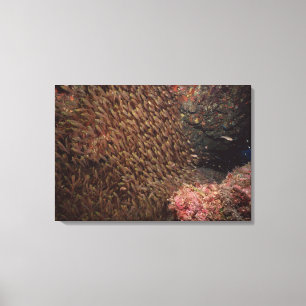 Schule von Fischen 8 Leinwanddruck