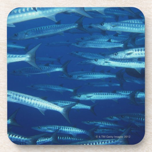 Schule von Fischen 9 Getränkeuntersetzer (Vorderseite)