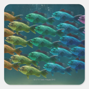 Schule von Meer-Baß in den Farben von Quadratischer Aufkleber