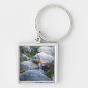 Schule von Piranhas (Pygocentrus nattereri) Schlüsselanhänger