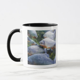 Schule von Piranhas (Pygocentrus nattereri) Tasse