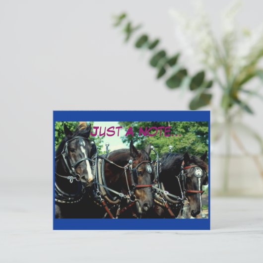 Schulferd Postkarte (Stehend Vorderseite)