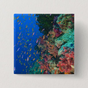 Schulschwarm Feenbarsche (Pseudanthias Button