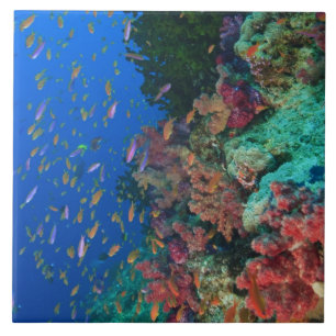 Schulschwarm Feenbarsche (Pseudanthias Fliese