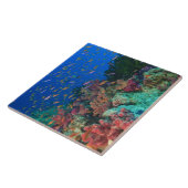 Schulschwarm Feenbarsche (Pseudanthias Fliese (Seite)