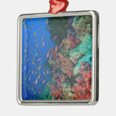 Schulschwarm Feenbarsche (Pseudanthias Silbernes Ornament (Links)
