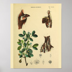 Schulter-Nacken-Muskeln Anatomie Kunst Druck Poster