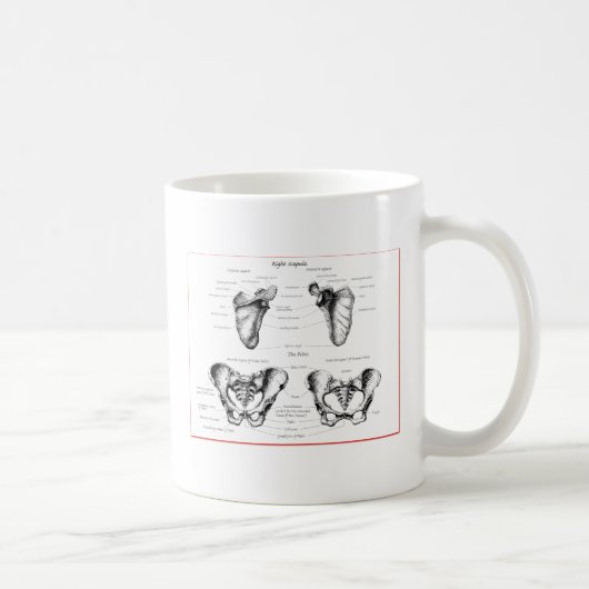 Schulterblatt-Pelvis-Details Kaffeetasse (Rechts)
