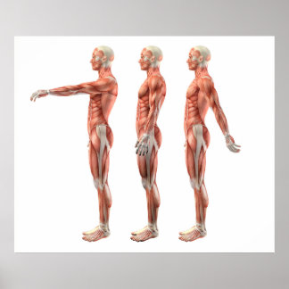 Schulterflexion, Verlängerung und Hyperextension Poster