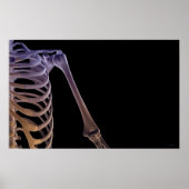Schulterknochen Poster (Vorne)