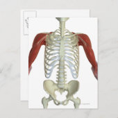 Schultermuskeln 2 postkarte (Vorne/Hinten)