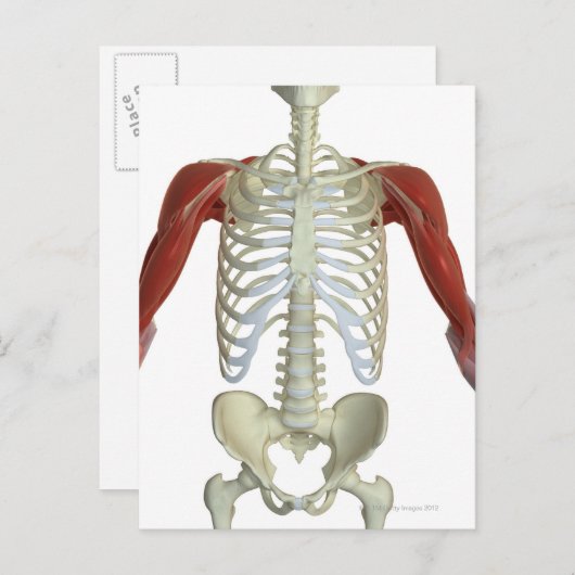 Schultermuskeln 2 postkarte (Vorne/Hinten)