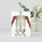 Schultermuskeln 2 postkarte (Stehend Vorderseite)