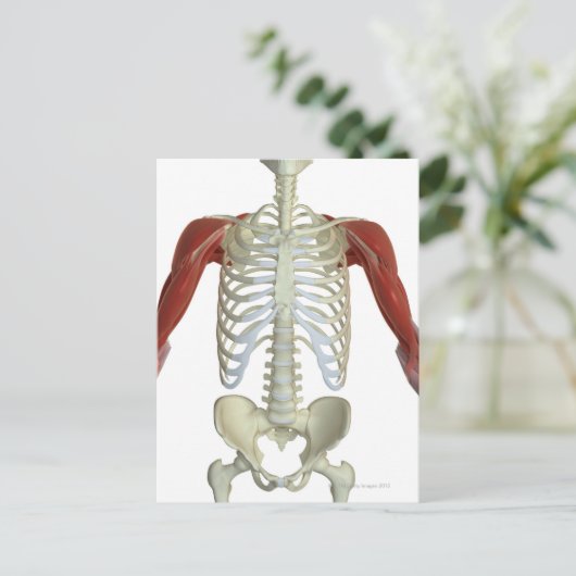 Schultermuskeln 2 postkarte (Stehend Vorderseite)