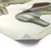 Schultermuskeln Vintag Anatomie drucken Poster (Ecke)
