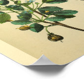 Schulternackmuskeln Anatomie Art Print Poster (Ecke)