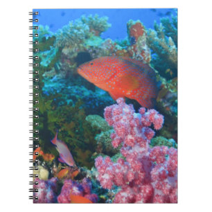 Schulung Fairy Basslets  (Pseudanthias Notizblock