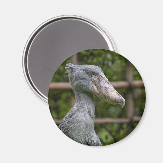 Schuppen (Balaeniceps rex) Magnet (Vorderseite/Rückseite)