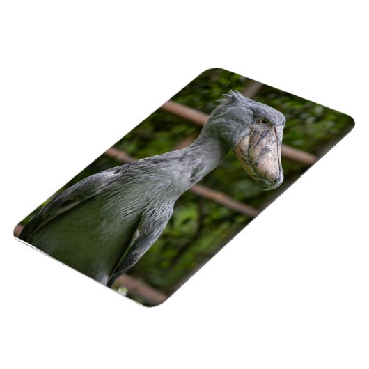 Schuppen (Balaeniceps rex) Magnet (Linke Seite)