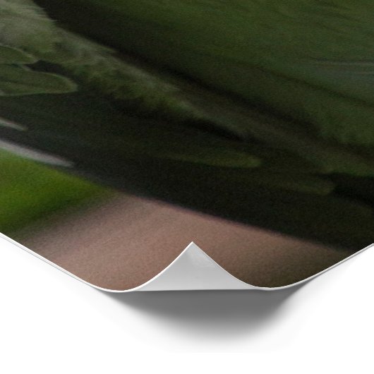 Schuppen (Balaeniceps rex) Poster (Ecke)