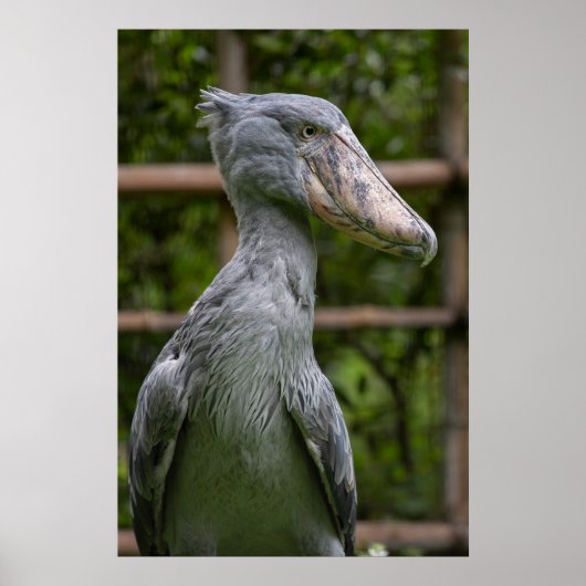 Schuppen (Balaeniceps rex) Poster (Vorne)