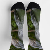 Schuppen (Balaeniceps rex) Socken (Oben)