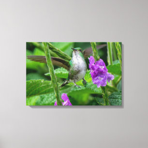Schuppenbrustkolibri im Regenwald Leinwanddruck