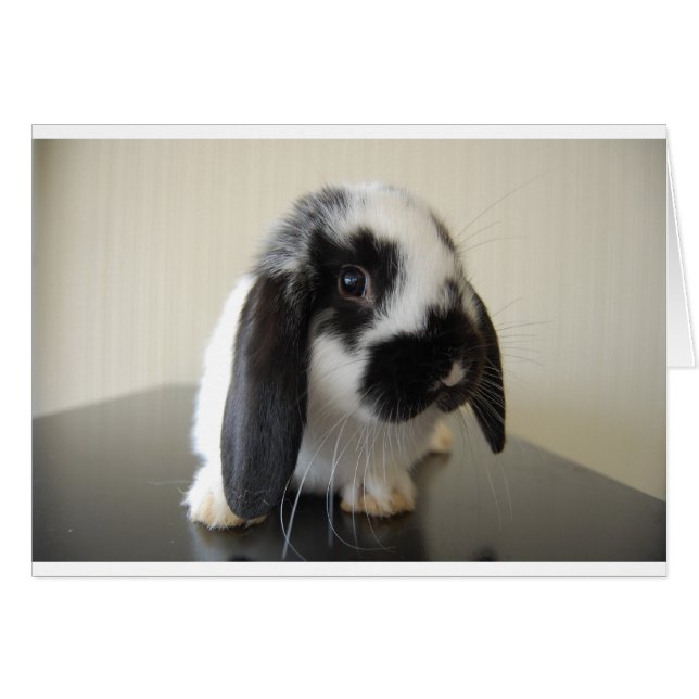 Schürze (Vorderseite (Horizontal))