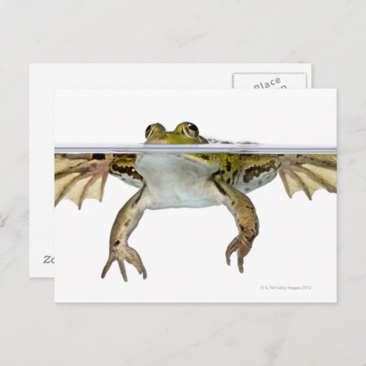 Schuss einer genießbaren Froschdecke vor einem Postkarte (Vorne/Hinten)