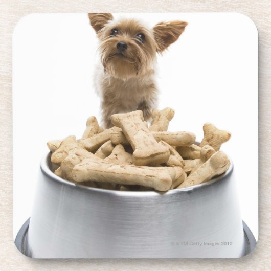 Schüssel HundeLeckereien durch Yorkshire-Terrier Untersetzer (Vorderseite)