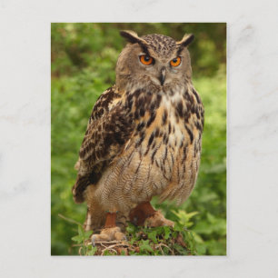 Schüssel Postkarte