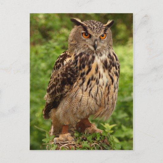 Schüssel Postkarte (Vorderseite)