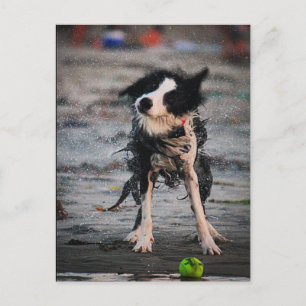 Schütteln Sie es ab! Postkarte