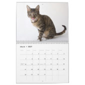 Schutz-Katzen-Verschnitte Kalender (Mär 2027)
