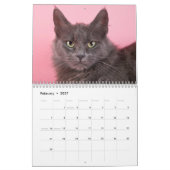 Schutz-Katzen-Verschnitte Kalender (Feb 2027)