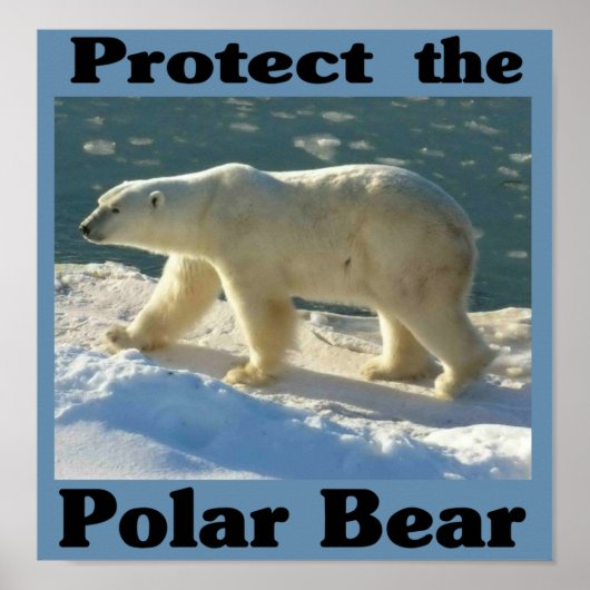 Schützen Sie den Polarbär Poster (Vorne)
