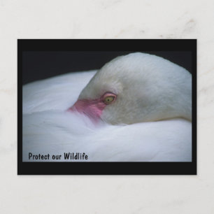 Schützen Sie unsere Wildlife Flamingo Postkarte