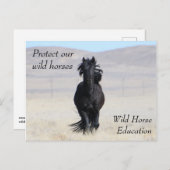Schützen Sie unsere Wildpferde Postkarte (Vorne/Hinten)