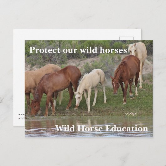 Schützen Sie unsere Wildpferde Postkarte (Vorne/Hinten)