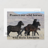Schützen Sie unsere Wildpferde Postkarte (Vorne/Hinten)