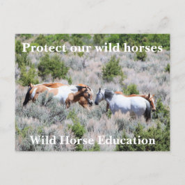 Schützen Sie unsere Wildpferde Postkarte