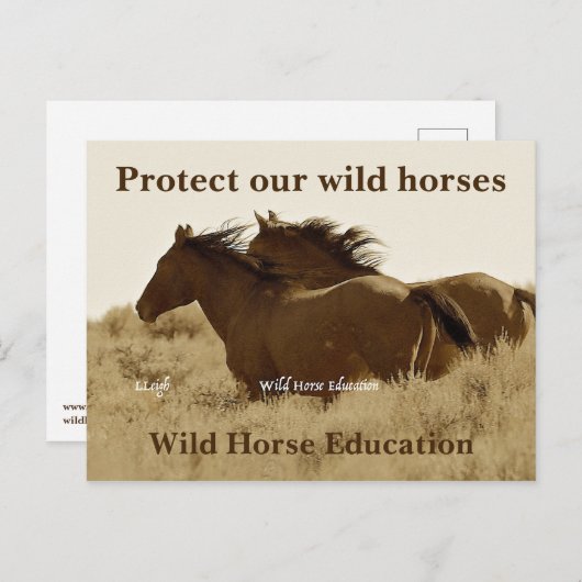 Schützen Sie unsere Wildpferde Postkarte (Vorne/Hinten)