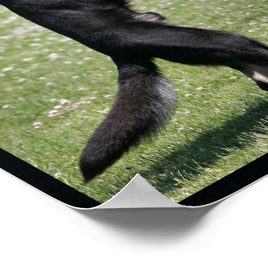 Schutzhund German Shepherd Dog Poster (Ecke)