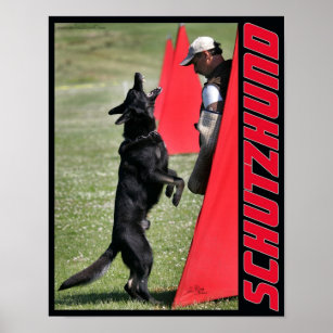 Schutzhund German Shepherd Dog Poster